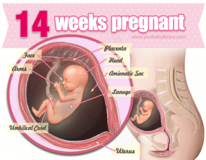 Thai nhi tuan thu 14 300x233 - Mang thai tuần thứ 14 và những điều mẹ cần biết