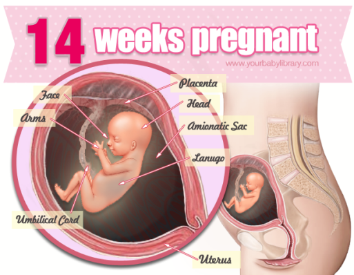 Mang thai tuần thứ 14 và những điều mẹ cần biết
