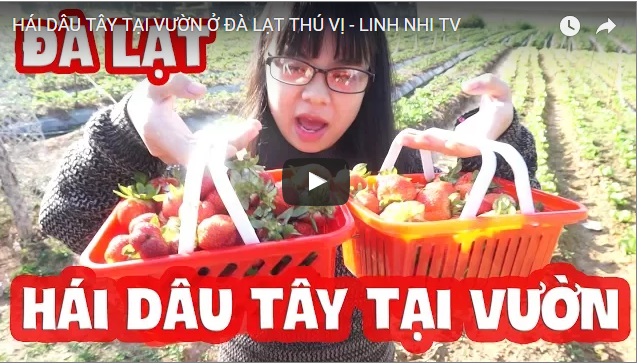 Đi hái dâu tây tại vườn ở thành phố Đà Lạt