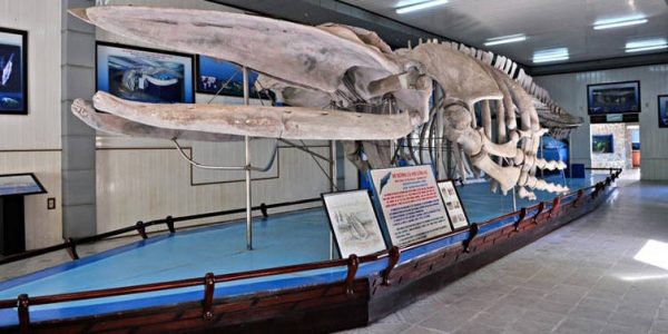Viện Hải Dương học Nha Trang – điểm đến cho hội yêu sinh vật viem hai duong nha trang 600x300 - Viện Hải Dương học Nha Trang – điểm đến cho hội yêu sinh vật