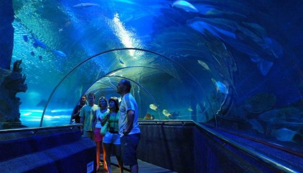 Viện Hải Dương học Nha Trang – điểm đến cho hội yêu sinh vật vien hai duong hoc 600x343 - Viện Hải Dương học Nha Trang – điểm đến cho hội yêu sinh vật